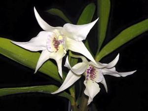 Dendrobium Paul Paquette