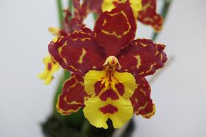 Oncidium Tiger's Answer