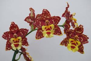 Oncidium Tiger's Answer