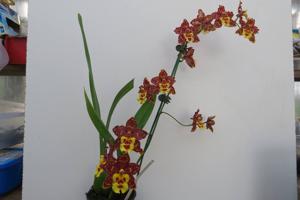 Oncidium Tiger's Answer