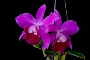 Cattleya Mini Purple