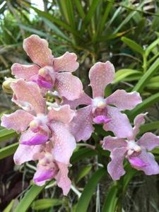 Vanda Sandra Gail Hatos