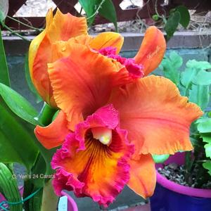 Rhyncholaeliocattleya Yen Twentyfour Carat