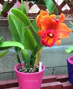 Rhyncholaeliocattleya Yen Twentyfour Carat