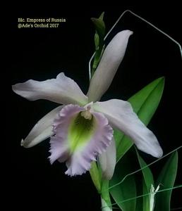 Rhyncholaeliocattleya Impératrice de Russie