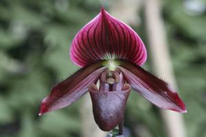 Paphiopedilum Hung Sheng Red Apple