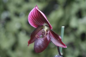 Paphiopedilum Hung Sheng Red Apple