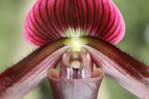 Paphiopedilum Hung Sheng Red Apple