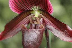 Paphiopedilum Hung Sheng Red Apple