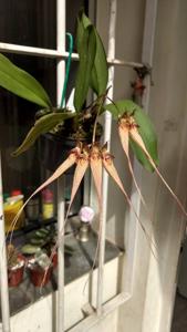 Bulbophyllum Louis Sander