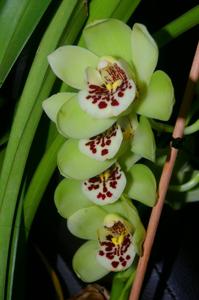 Cymbidium Memoria Andy Warhol