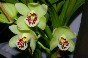 Cymbidium Memoria Andy Warhol