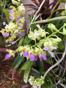 Vandachostylis Kedah Bella