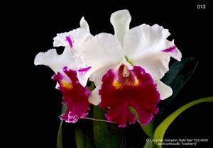 Cattleya Longriver Compton