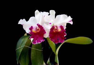 Cattleya Longriver Compton