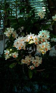 Dendrobium Roongkamol Vejvarut