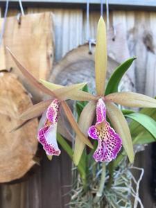 Brassocattleya Michael Kaduce