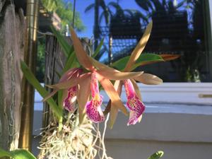 Brassocattleya Michael Kaduce