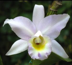 Laeliocattleya Puppy Love