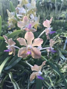 Vanda Nancy Bloomfield