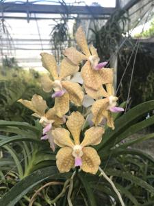 Vanda Nancy Bloomfield