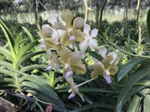 Vanda Nancy Bloomfield