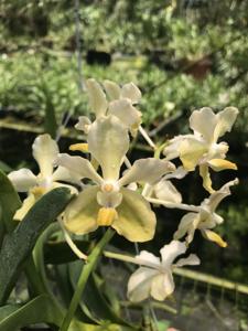 Vanda Nancy Bloomfield