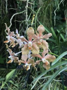 Vanda Nancy Bloomfield