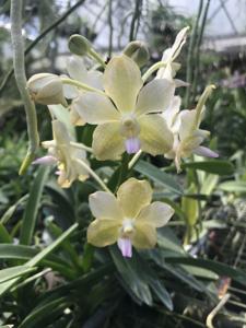 Vanda Nancy Bloomfield