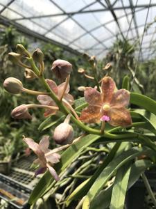 Vanda Nancy Bloomfield