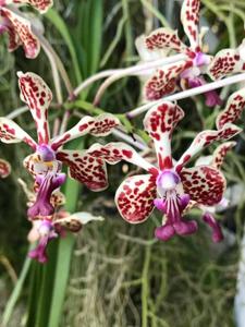 Vanda tricolor-Khun Nok