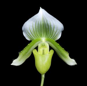 Paphiopedilum Clair de Lune