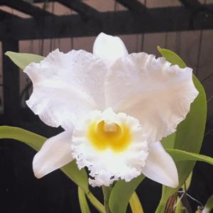 Cattleya Bob Betts