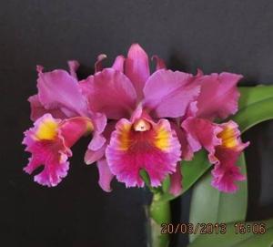 <i>Rhyncattleanthe</i> Dark Caesar