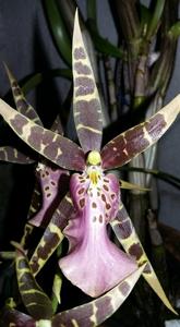 Bratonia Shelob