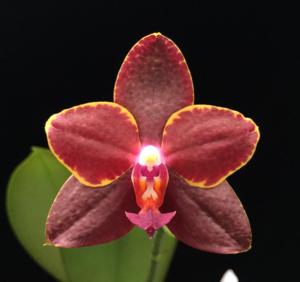 Phalaenopsis Pylo's Princess