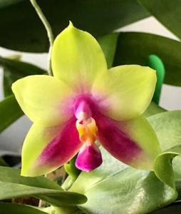 Phalaenopsis Meidarland Beryl