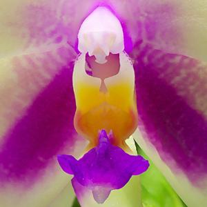 Phalaenopsis Betsy Festing
