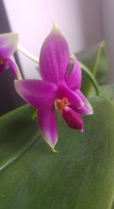 Phalaenopsis Micaels Sambena