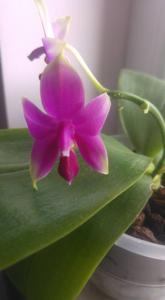 Phalaenopsis Micaels Sambena