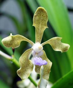 Vanda Tilda Ljunggren