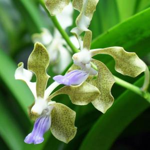 Vanda Tilda Ljunggren