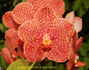 Vanda Edwin Alberto