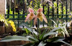 Paphiopedilum Conestoga