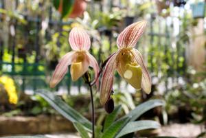 Paphiopedilum Conestoga