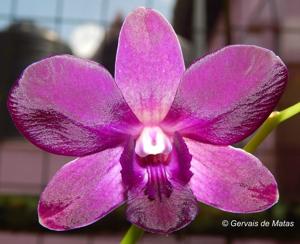 <i>Dendrobium</i> Udom Blue Angel-Trudy Brandt