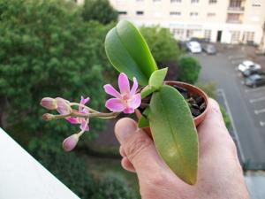 Phalaenopsis San Shia Swan