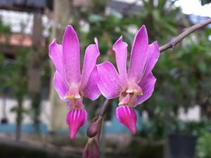 Phalaenopsis San Shia Swan