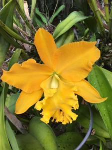 Rhyncholaeliocattleya Haw Yuan Gold