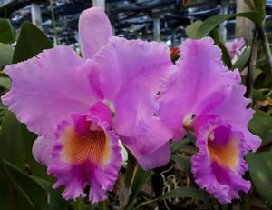 Rhyncholaeliocattleya Rita Lee